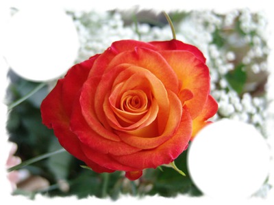 la beauté des roses Fotomontaža