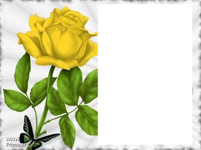 jolie rose jaune laly Fotomontaż