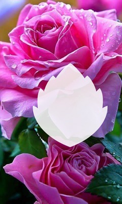 Rosa hermosa Fotomontagem