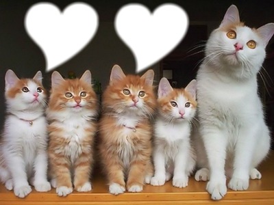 *Famille chatons* Фотомонтаж