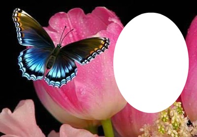 tulip an butterfly Photomontage