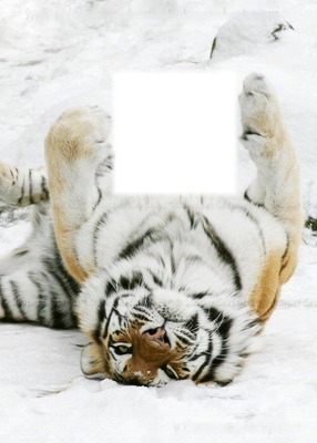 Tigre Fotomontagem