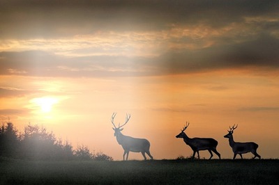 coucher de soleil cerfs Montage photo