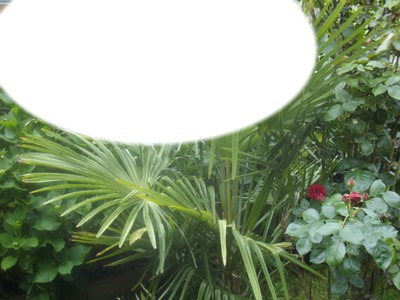 le palmier Fotomontažas
