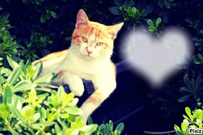 coração no lado do gato! Fotomontage