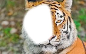 tête de tigre Fotomontaggio