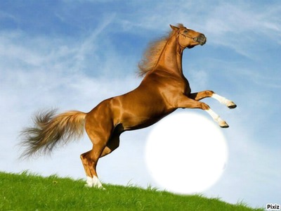 Лошадь Фотомонтаж