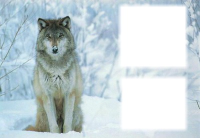loup des neiges Fotomontasje