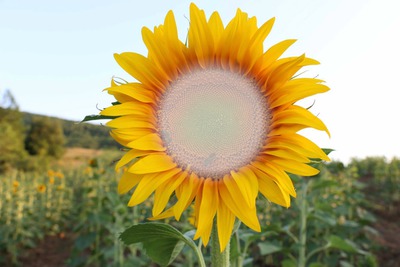 Sunflower Montaje fotografico