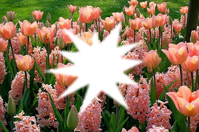 tulipes Φωτομοντάζ
