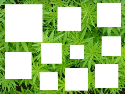 cannabis'cadre Montage photo