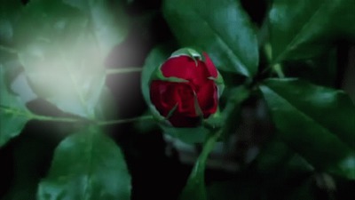 rose Fotomontaža