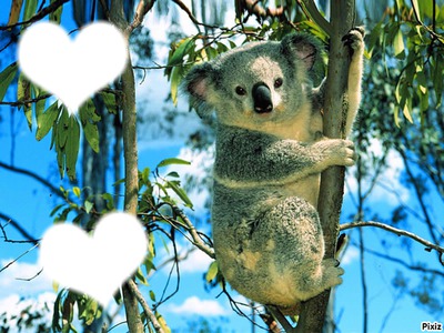 Koala Photomontage
