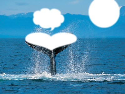 baleine dans l' océan Fotomontažas