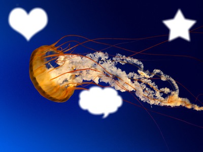 3 photos fand de meduse Φωτομοντάζ