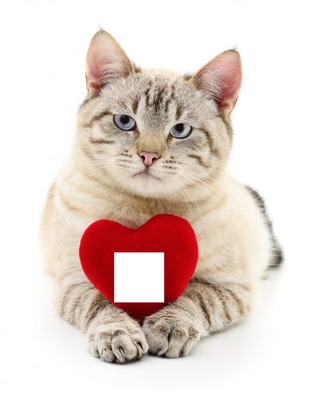 gatto con cuore Photo frame effect