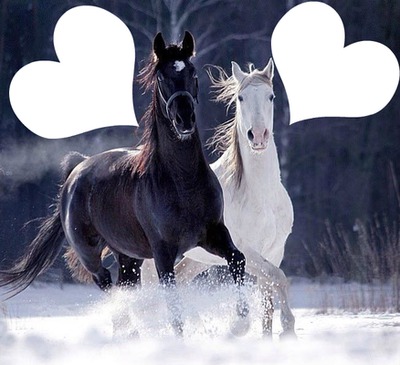 caballos romanticos Montaje fotografico