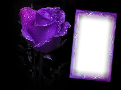 Cadre purple Фотомонтаж