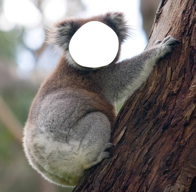 koala :) Montaje fotografico