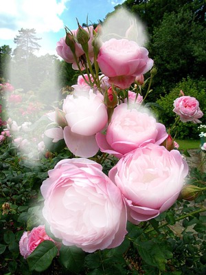 pink rose Φωτομοντάζ
