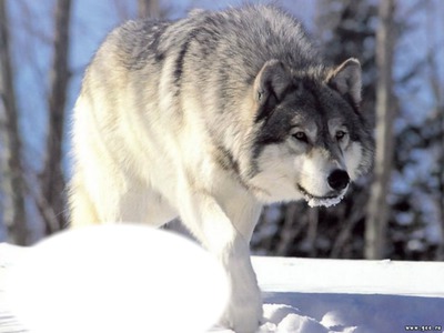 loup dans la neige Fotomontāža