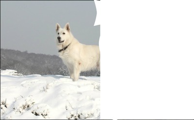 berger blanc suisse Photo frame effect