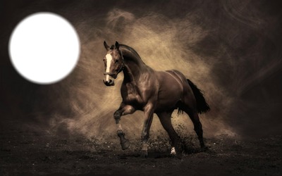 cheval noir Фотомонтажа