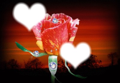 rose love Fotomontage
