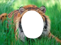 rosto de um tigre Fotomontáž
