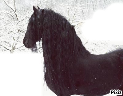 cheval dans la neige cbcb Fotomontažas