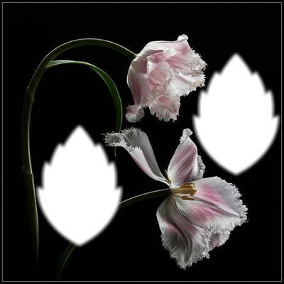Fleurs* Fotomontáž