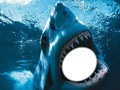 le requin Photomontage