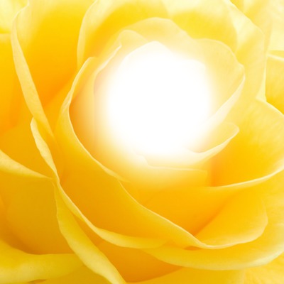 rose jaune Fotomontagem