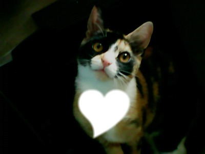 Le chat qui t'aime <3 Fotomontāža