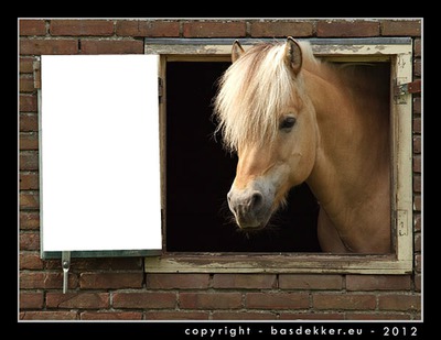 paard Fotomontage