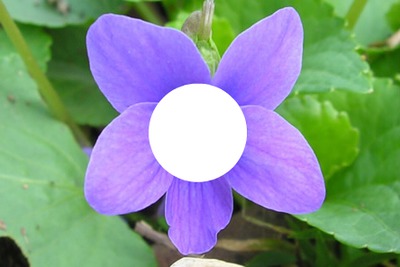 violeta / violet フォトモンタージュ