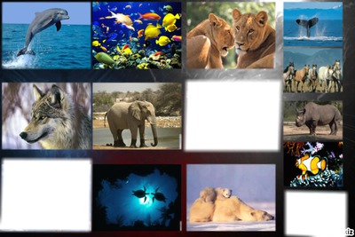 animaux Photomontage