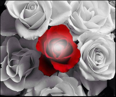 rose Fotomontáž