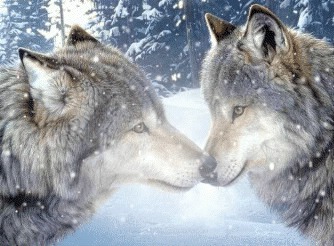 Wolfs Photo frame effect