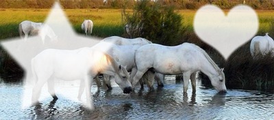 Joli cadre pour vos chevaux adorés Фотомонтажа