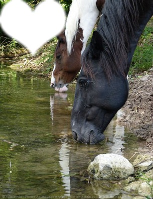 Notres vie, les chevaux <3 Montaje fotografico