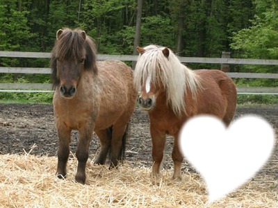 poney avec coeur Fotomontažas