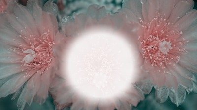 Pink Flowers Fotomontāža