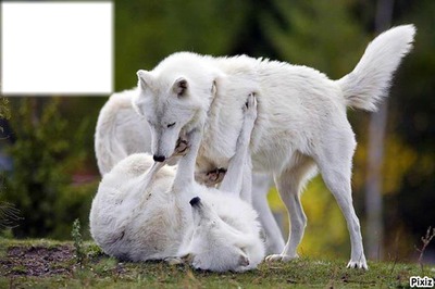 chien blanc Fotomontage