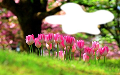 tulipes Montaje fotografico