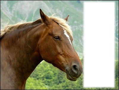 cheval brun Фотомонтажа