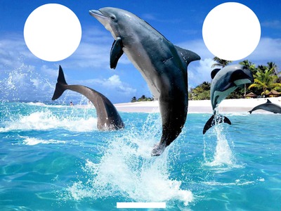 trio dauphins Valokuvamontaasi