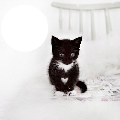 gato negro Montaje fotografico