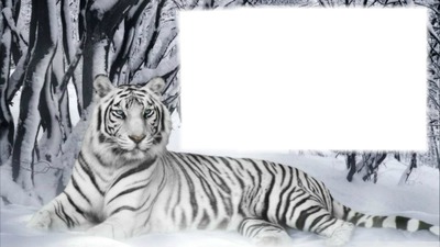 family tigers Photomontage