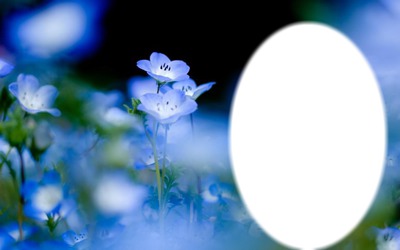 flores azules1 Montaje fotografico
